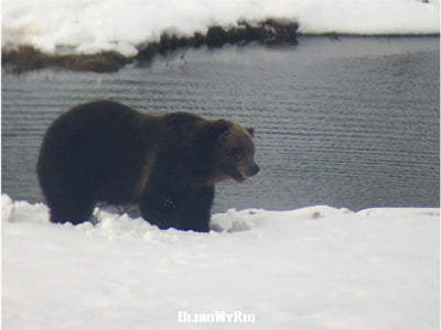 Waiting for the Grizzly Bear